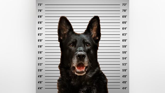 Mugshot of police K-9 accused of 'stealing' officer's lunch goes viral