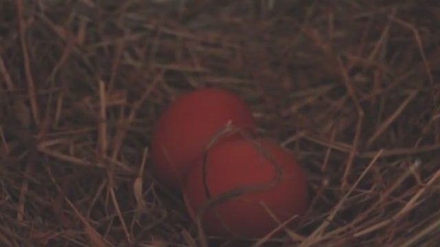 Egg prices going up, local farmers trying to stay afloat