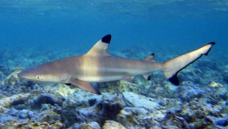 Blacktip reef shark (Carcharhinus melanopterus)