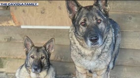 Connecticut woman's dogs shot, beheaded, skinned