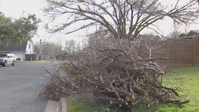 Central Texans left with tree debris following severe winter weather