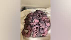 34 baby squirrels now in care of Austin Wildlife Rescue after Central Texas winter storm