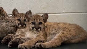 Houston cougar cubs Shasta VII, Louie make their first public appearance