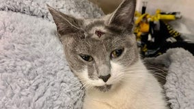 Cat stabbed in the head with pliers, listed in critical condition