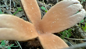 See the rare 'Devil's Cigar' hissing mushroom spotted at Texas state park