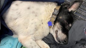 Deputy finds elderly dog nearly frozen to death, returns pet to owner