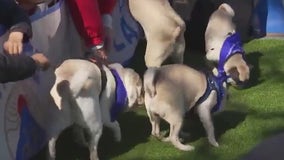 Puppy Bowl: Austin Humane Society holds 16th annual event