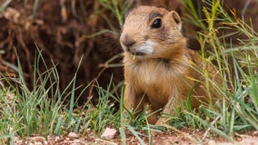 Staggering number of animals, plants at risk of extinction in US, new report finds