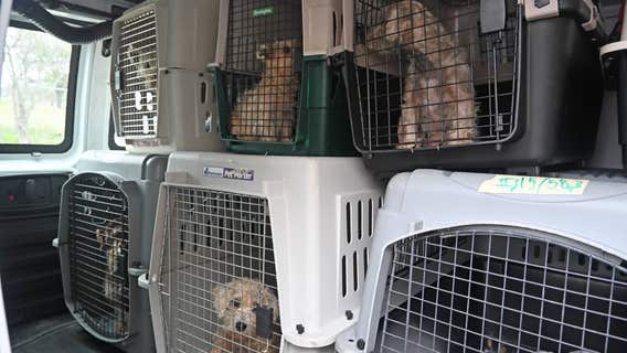 Austin Humane Society takes in 57 dogs rescued from Bastrop home