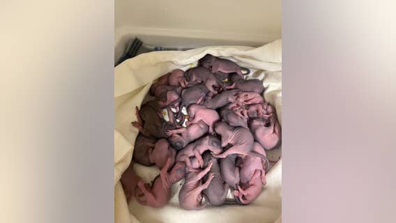 34 baby squirrels now in care of Austin Wildlife Rescue after Central Texas winter storm