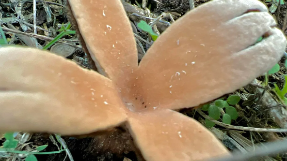See the rare 'Devil's Cigar' hissing mushroom spotted at Texas state park