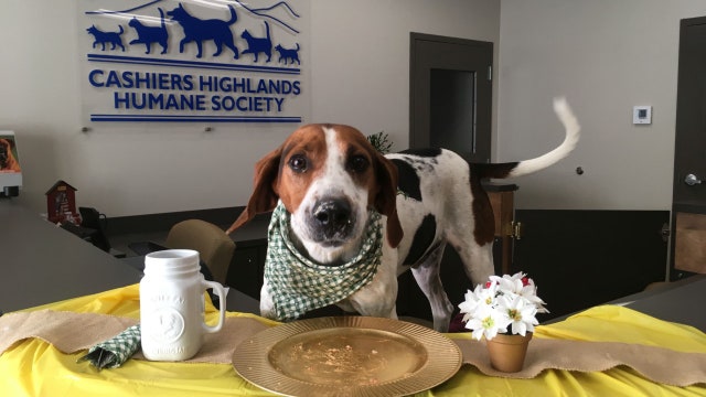 Emotional video helps hound get forever home after 7 years at shelter