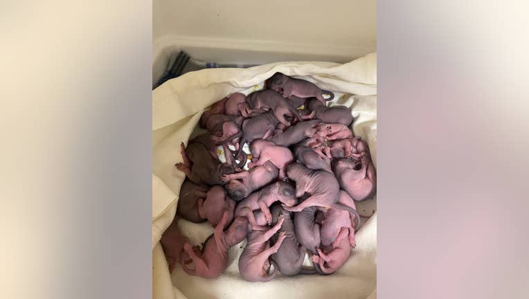 A cluster of 34 baby squirrels rescued from falling nests due to Central Texas winter storm