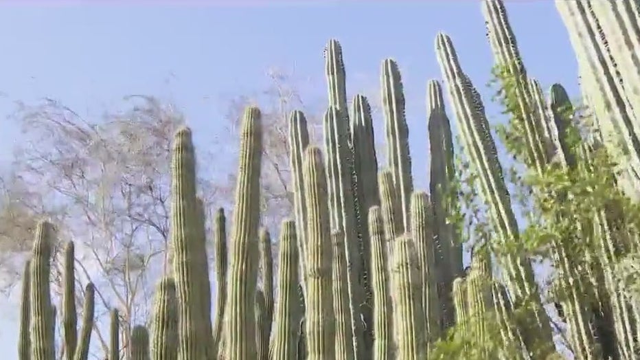 KSAZ Cacti 022223