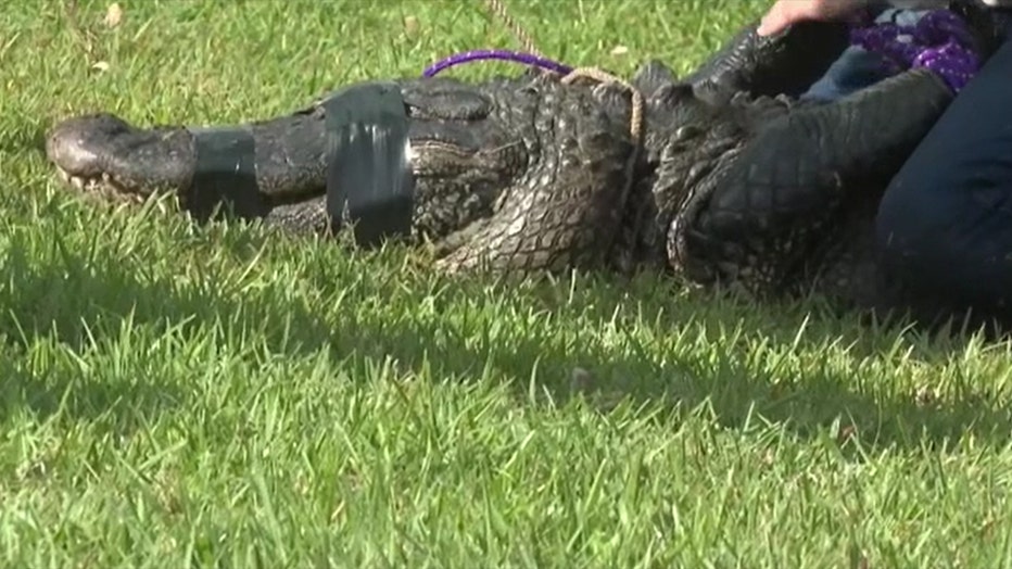 alligator3.jpg