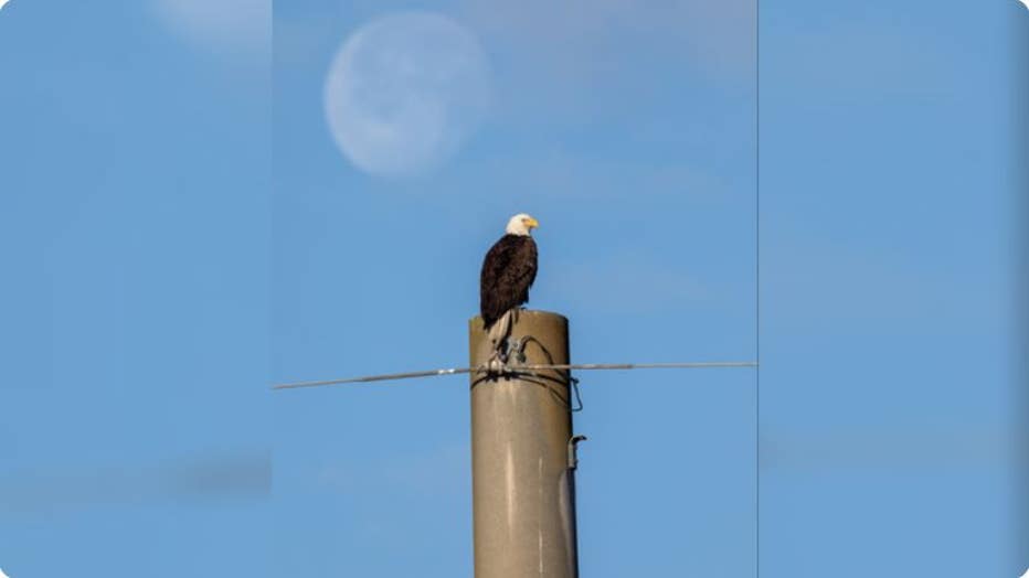 fw-eagles-nasa.jpg