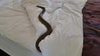 Australian woman uncovers highly venomous snake slithering in her bed