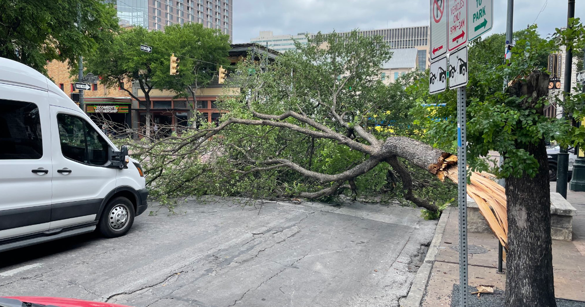 One person hospitalized after being trapped under fallen tree downtown ...
