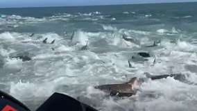 Watch: Fishermen spot sharks in huge feeding frenzy off Louisiana coast
