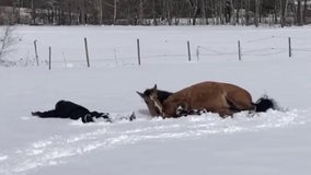 'Like we did as kids': Horse makes snow angels with her owner in New Hampshire