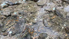 Cloudy water, dead fish in Shoal Creek caused by water main break