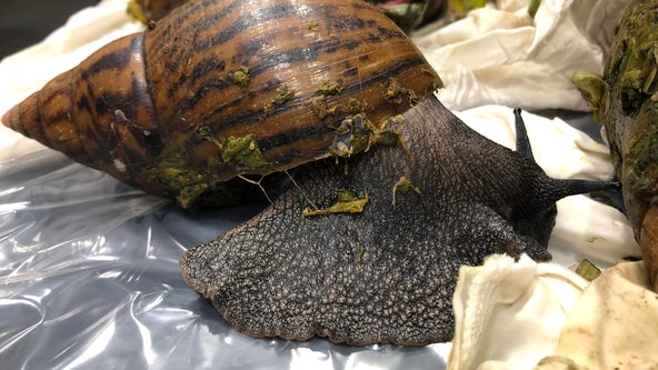 Six live Giant African Snails found at Detroit airport by Customs