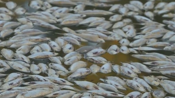 Watch: Millions of dead fish surface in Australian river