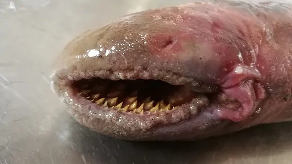 See the rare blood-sucking fish of your nightmares that recently washed ashore