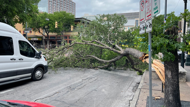 One person hospitalized after being trapped under fallen tree downtown: ATCEMS
