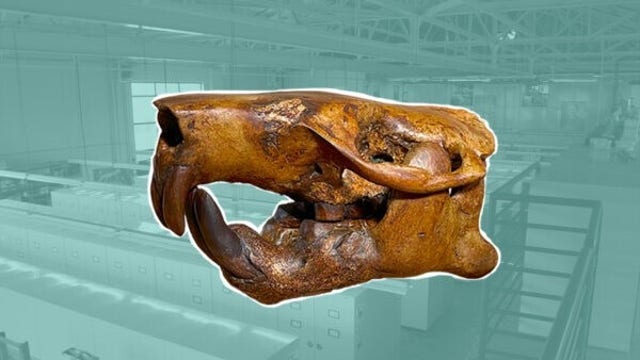 UT researchers name ancient beaver fossil after Buc-ee's