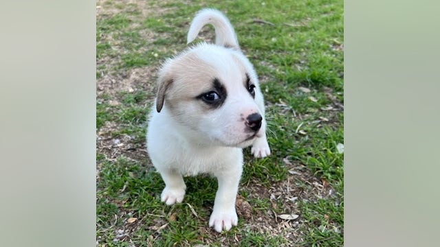 Austin Pets Alive! looking to house over 126 puppies during 'Mutt Madness'