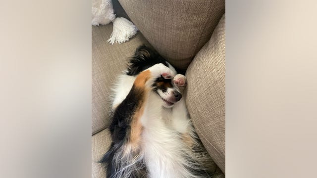 Online pet scam victim gets happy ending thanks to local breeder