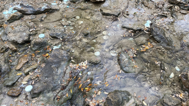 Cloudy water, dead fish in Shoal Creek caused by water main break