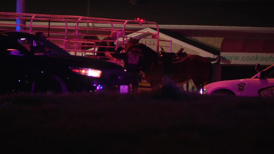 V_GREAT-TRINITY-FOREST-HORSE-ACCIDENT-7A_00.00.10.38.jpg