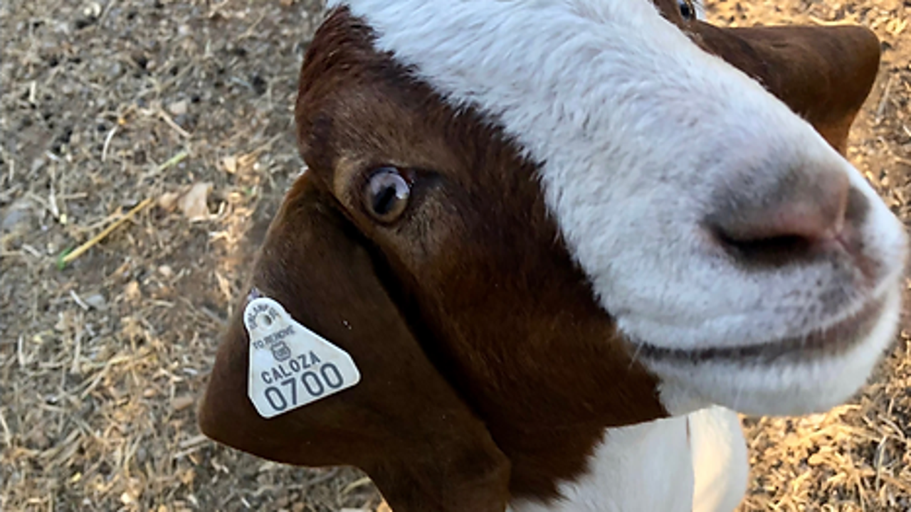 Austinites can adopt goat so herd can continue cleaning up poison ivy along Lady Bird Lake Austinites can adopt goat so herd can continue cleaning up poison ivy along Lady Bird Lake