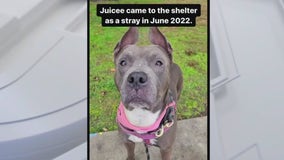 Dog reunited with family after 301 days with Texas animal shelter