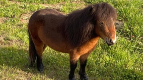 'Arrested' Alabama pony finds new home to help those with disabilities