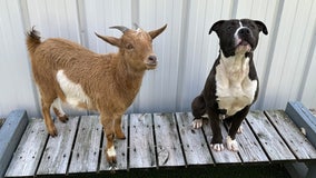 Inseparable goat, dog duo find forever home on North Carolina farm