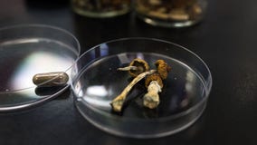 Oregon licenses first 'facilitators' to accompany clients taking magic mushrooms