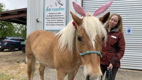 Healing with Horses Ranch hosts annual Easter egg hunt in Manor