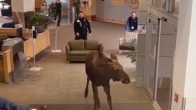 Moose guided out of Alaska hospital after wandering into building