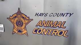 Hays County Animal Control's small crew fights population growth and call increase