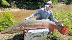 Kentucky man reels in likely world-record alligator gar from Texas river