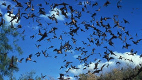 Bat found at Zilker Park tests positive for rabies