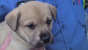 LA police chase: Puppy recovered after being thrown out of moving car
