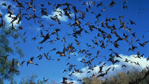Bat found at Zilker Park tests positive for rabies