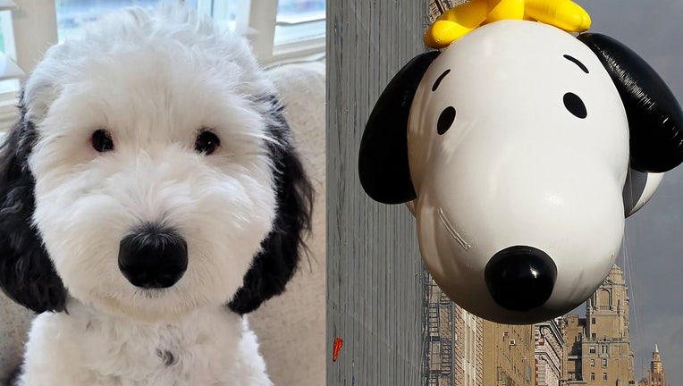 Snoopy-look-alike.jpg