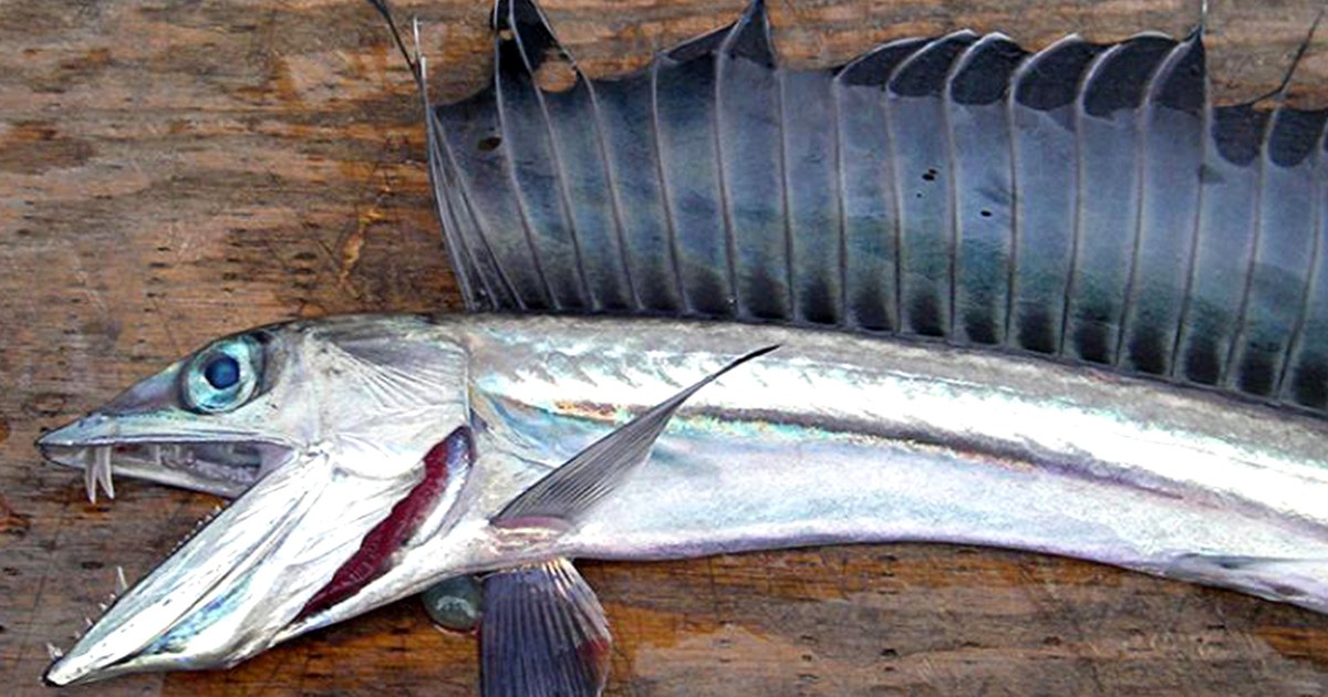 Mystery deepens as fanged fish wash up on Oregon beaches