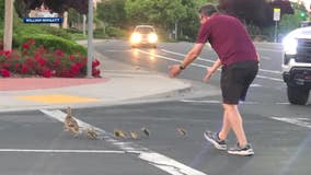 Man rescuing ducks struck and killed in California street