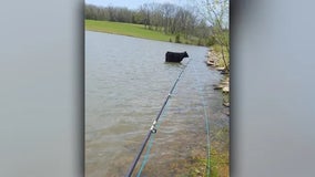 Missouri man credits cow with helping him accomplish decade-long fishing goal